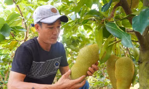 Cần đánh giá kỹ đặc tính mít hương sầu riêng trước khi nhân giống
