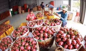 Hợp tác xã thanh long Long Hội ở xã An Lục Đông, huyện Châu Thành có 100 hộ thành viên trồng thanh long trên diện tích hơn 100ha, mỗi năm cung cấp phục vụ thị trường trong nước và xuất khẩu sang Trung Quốc khoảng hơn 5.000 tấn quả, thu lãi khoảng 2 tỷ đồn