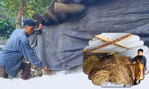 Lào Cai: Chủ động phòng chống đói, rét cho đàn gia súc