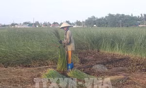 Cói Thanh Hóa chinh phục thị trường khó tính
