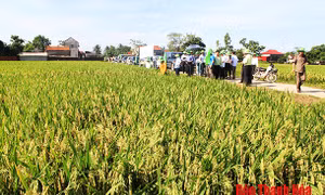 Thanh Hóa chuyển đổi đất lúa sang cây trồng mang hiệu quả kinh tế cao