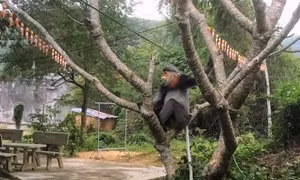Bảo vệ 3 cá thể voọc chà vá chân xám quý hiếm ở Phú Yên