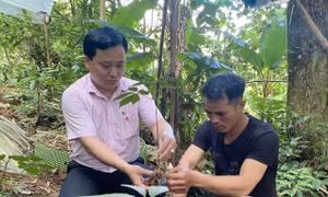 Người dân tộc thiểu số tại huyện Tu Mơ Rông (Kon Tum) vay vốn từ Ngân hàng Chính sách Xã hội để đầu tư trồng sâm Ngọc Linh, cho hiệu quả kinh tế cao. Ảnh: Khoa Chương - TTXVN