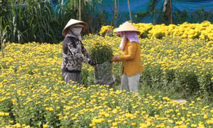Nghề trồng hoa Tết truyền thống thành phố Mỹ Tho khởi sắc
