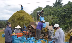 Đắk Lắk chủ động thu hoạch lúa để hạn chế thiệt hại do mưa lũ gây ra