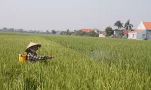 Kiểm soát sâu bệnh, dịch hại trên lúa Mùa tại các tỉnh phía Bắc