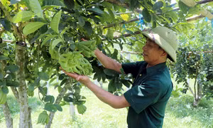 Cựu chiến binh Lê Đức Minh phát huy phẩm chất “Bộ đội Cụ Hồ”, chung sức xây dựng quê hương