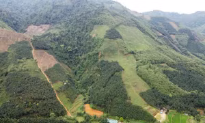Năm 2023, Tuyên Quang phấn đấu trồng hơn 9.700 ha; duy trì hiệu quả diện tích rừng trồng là hơn 190.000 ha, tăng diện tích rừng cấp chứng chỉ FSC lên hơn 90.000 ha vào năm 2026; duy trì tỷ lệ che phủ rừng trên 65%. Ảnh: Vũ Sinh – TTXVN