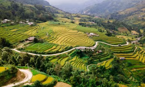 “Tiếng gọi mùa vàng” - trải nghiệm du lịch ruộng bậc thang Hoàng Su Phì