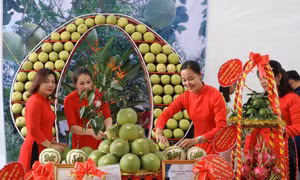 Tìm đường xuất ngoại cho bưởi đặc sản Đoan Hùng