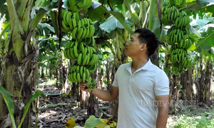 Xây dựng và bảo hộ thương hiệu Chuối Cảnh Hưng