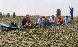 Du khách tham gia trải nghiệm hoạt động hái ấu của người nông dân ở khu vực lòng hồ Tân Trung, huyện Phú Tân, tỉnh An Giang. Ảnh: Công Mạo-TTXVN