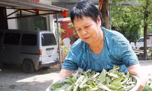 Sự sống nảy mầm trên những vùng “đất chết” (Bài 1)