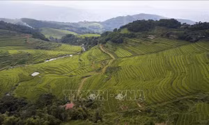 Tạo đột phá từ lợi thế ruộng bậc thang Miền Đồi