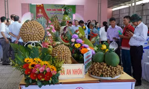 Lần đầu tiên tổ chức Ngày hội Nhãn Châu Thành (Đồng Tháp)