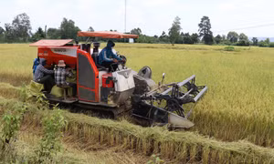 Bà con 4 làng Đồn, xã Chư A Thai, huyện Phú Thiện(Gia Lai) đã áp dụng khoa học kỹ thuật vào sản xuất, cho năng suất cây trồng cao hơn trước. Ảnh: Hồng Điệp - TTXVN