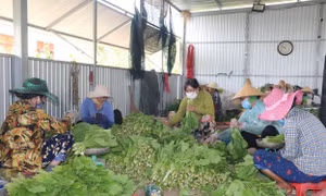 Tiền Giang khuyến khích nông dân chuyển đổi trồng rau màu thích ứng biến đổi khí hậu