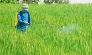 Bắc Bộ tăng cường giám sát chặt chẽ dịch hại phát sinh trên lúa