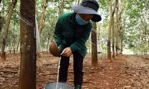 Bình Phước: Hỗ trợ nông dân chuyển giao kỹ thuật, phát triển cây cao su bền vững
