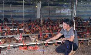 Bình Phước xây dựng 11 vùng chăn nuôi an toàn dịch bệnh