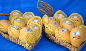 Những quả xoài ngon được nông dân mang đến tham gia Hội thi “Trái xoài ngon” năm 2023. Ảnh: Nhựt An - TTXVN