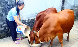 Chị Trương Thị Duyên cầu nối Ngân hàng Chính sách đến với với hộ nghèo