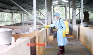 Trung tâm Dịch vụ nông nghiệp thành phố Đồng Xoài phun hóa chất tiêu độc, khử trùng chuồng trại chăn nuôi trên địa bàn thành phố Đồng Xoài. Ảnh: baobinhphuoc.com.vn