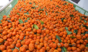 Trồng quýt hoi giúp người dân giảm nghèo