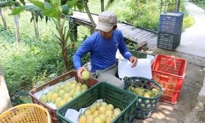 Xoài cát Chu có giá cao, người trồng lãi lớn