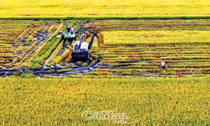 Cà Mau đặt mục tiêu đến năm 2025 cấp từ 120-130 mã số vùng trồng