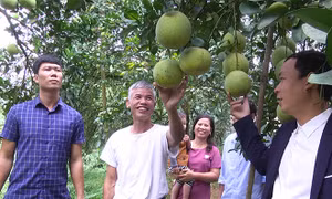 Bưởi tiến vua mang lại nguồn thu hàng trăm tỷ đồng