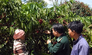 Xuân về trên biên giới Kon Tum