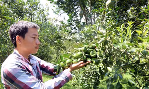 Nguyễn Thái Sơn - Chàng trai 9X với mô hình vườn cây ăn trái theo hướng hữu cơ