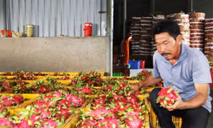 Thanh long cuối mùa giá cao gấp 3 lần cùng kỳ năm trước