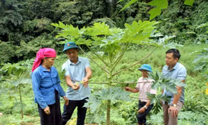 Loay hoay giữ chuẩn nông thôn mới ở Lai Châu