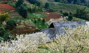 Mùa hoa mận trên cao nguyên đá Hà Giang 