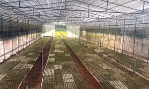 Quảng Trị hướng tới trở thành trung tâm vùng nguyên liệu gỗ khu vực miền Trung