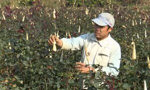 Nông dân Lai Châu khẩn trương xuống đồng gieo cấy lúa Xuân