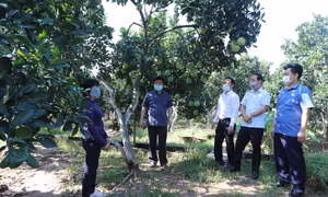 Ông Nguyễn Văn Chí - Phó Chánh Văn phòng Thường trực Văn phòng Điều phối xây dựng nông thôn mới Hà Nội cùng Đoàn thẩm định đi thăm mô hình trồng bưởi theo tiêu chuẩn VietGAP tại xã Lê Thanh, huyện Mỹ Đức (Hà Nội).