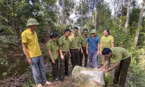 Lực lượng chức năng tiến hành thả 4 cá thể Don về môi trường tự nhiên tại Khu dự trữ thiên nhiên Mường Nhé. Ảnh: TTXVN phát