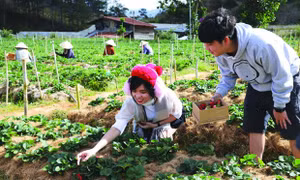 Nhiều hộ đồng bào dân tộc K’ho ở xã Đạ Sar, huyện Lạc Dương (Lâm Đồng) tham gia trồng dâu tây, góp phần thu hút khách du lịch tới tham quan, trải nghiệm. Ảnh: An Thành Đạt