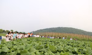 Hà Nội xây dựng nông thôn mới ở vùng dân tộc và miền núi
