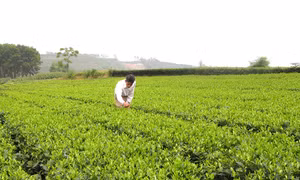 Chè là một trong những cây trồng chủ lực trong phát triển kinh tế ở Thanh Sơn (Phú Thọ). Ảnh: baophutho.vn