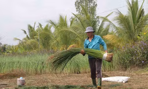 Tỉnh Trà Vinh hiện có khoảng 2.500 ha trồng lác được chuyển đổi từ diện tích trồng lúa kém hiệu quả do nhiễm phèn, mặn sang. Mỗi năm, người dân sản xuất 2,5 vụ, với giá bán dao động từ 14.000-27.000/kg (tùy loại), sau khi trừ chi phí thu lãi trên 200 triệ