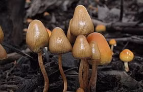 Các nhà khoa học Australia nghiên cứu dược tính của nấm "thần" psilocybin