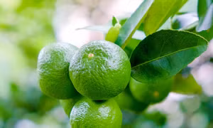 Xây dựng chuỗi liên kết từ sản xuất đến tiêu thụ nông sản an toàn ở Nghệ An