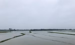 Quảng Ngãi: Mưa lớn trên diện rộng, nhiều xã ngập trong nước lũ