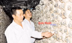 Trồng nấm cho hiệu quả kinh tế cao ở Tân Thành