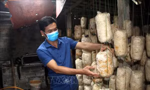 Mô hình trồng nấm an toàn cho hiệu quả kinh tế cao của anh Lê Văn Thành