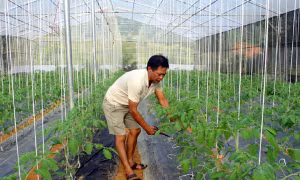 Nông dân Vị Xuyên làm giàu từ sản xuất nông nghiệp ứng dụng công nghệ cao